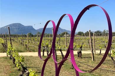 Tour durch die Weinberge und Weinverkostung