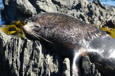 Wellington: Half Day Seal Coast Safari