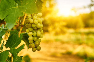 Verona: private tour of Soave and Amarone