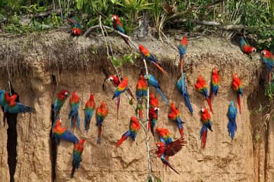 MACAWS CHUNCHO EXCURSION (4 DAYS – 3 NIGHTS)