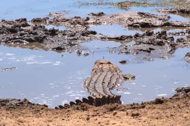Reserva privada Schotia Safaris: tour privado por la mañana