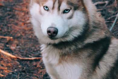 Kittilä / Levi: Guidet tur på huskyfarm