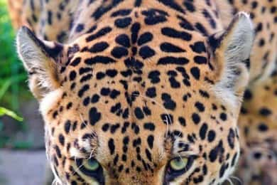 Nairobi: Nairobi National Park Half-Day Game Drive