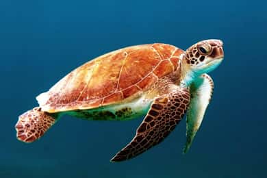 Turks and Caicos: Iguana Islands and Mangrove Eco-Tour