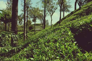Limuru: Tea Farm Visit with Lunch