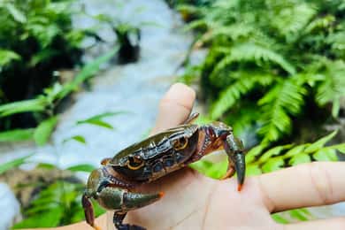 Chiang Rai: The Adventure of Trekking & Bamboo Cooking