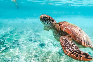 Cebu: Excursão para ver tubarões-baleia, santuário de macacos e tartarugas em Moalboal
