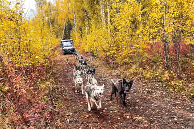 Summer Dog Sled Ride and Kennel Tour