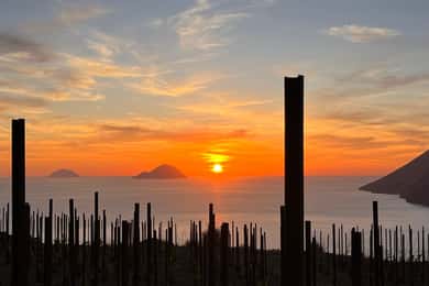LIPARI VINGÅRD - PIC NIC I VINMARKEN
