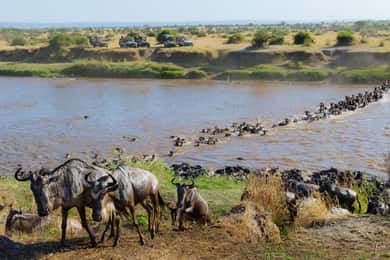 Maasai Mara: safari di 4 giorni con la migrazione degli gnu