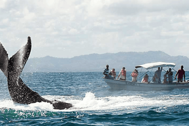 From Punta Cana: Samana Cayo Levantado / Whales