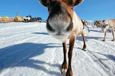 Tromsø: Rentier-Erlebnis in einem Sami-Camp