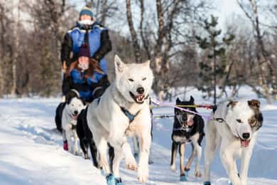 從特羅姆瑟出發帶接送的狗拉雪橇體驗