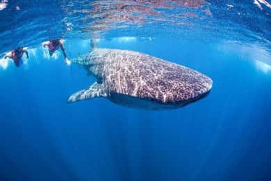 Playa del Carmen:Whale shark Experience in the Caribbean Sea