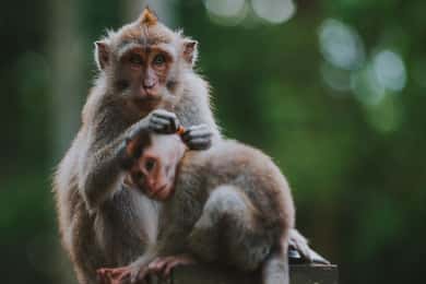 Ubud: Floresta dos Macacos, Cachoeira Tegenungan e Terraços de Arroz