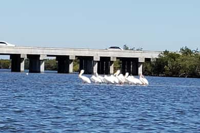 Daytona/New Smyrna Beach: Unforgettable Kayak Wildlife tours