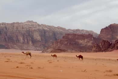 Wadi Rum: 2 nätter/3 dagar Ökenvandring, Camping & måltider