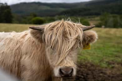 Édimbourg : randonnée avec les vaches des Highlands