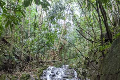 Jungle Adventure Hike:Climb, Waterfall, Discover Seychelles!