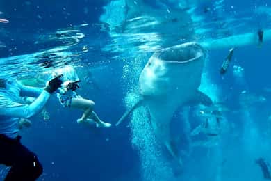 Cebu Oslob: Experiência de observação de tubarões-baleia