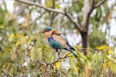 Desde Delhi: Triángulo de Oro de 5 días, Safari y Santuario de Aves