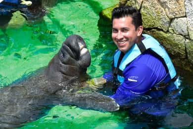 Rencontre avec des lamantins sur Isla Mujeres avec déjeuner buffet
