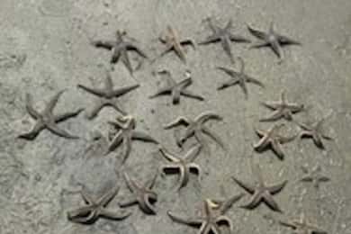 Hilton Head Island: Ilha Desaparecida e excursão com golfinhos