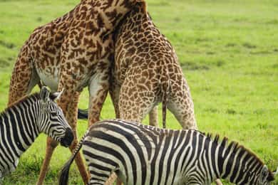 Da Arusha: Safari guidato di un'intera giornata nel Parco Nazionale di Arusha