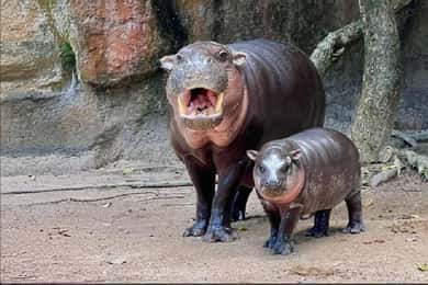Bangkok: trasferimento privato allo zoo aperto Khao Kaew (Moo Deng)