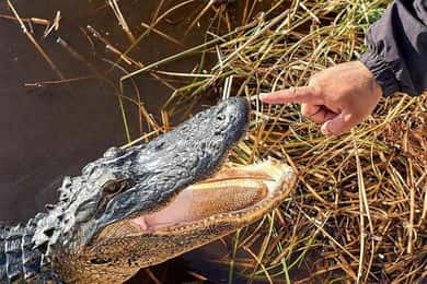 Miami: Everglades Full-Day Tour with 2 Boat Trips and Lunch