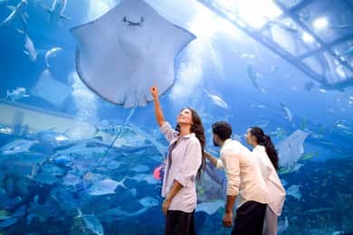 Tickets für das Dubai Aquarium + Sky Views Observatory