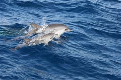 Lanzarote: Halbtägige Delphinbeobachtungstour auf der Insel Lobos