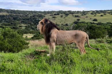 Addo Elephant Park:Safari Tour meet Big 5 to be satisfied