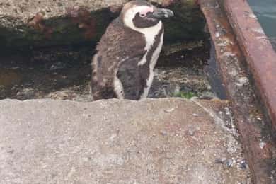 Verken Walvisbaai: Ultieme vogel- en fotografie-ervaring