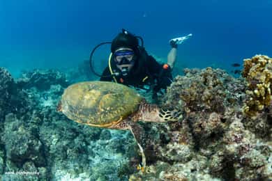 MUSCAT: Snorkeling e prova di immersione sull'isola di Daymaniyat + pranzo con barbecue