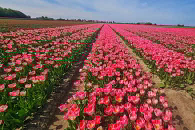 From Amsterdam: Tulip Tour Keukenhof & City Tour Delft