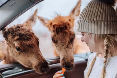 Ottawa: Private Wildlife Adventure Safari in Parc Omega