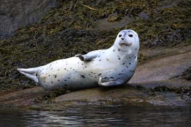 Tadoussac/Charlevoix : Excursion en zodiac pour l'observation des phoques
