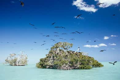Tulum: SIAN KAAN biosphere Boat Tour, Dolphins, Snorkeling