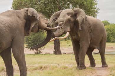 Shore Excursions to Hluhluwe-iMfolozi Park, KwaZulu-Natal