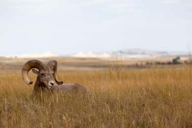 Badlands National Park: Premiere Day Tour