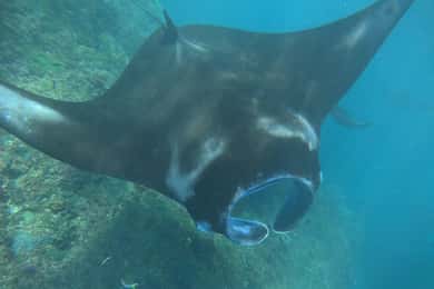 Bali-ról: Snorkeling és Nusa Penida-sziget túra ebéddel