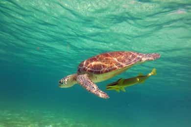 Akumal : Plongée guidée avec les tortues de mer