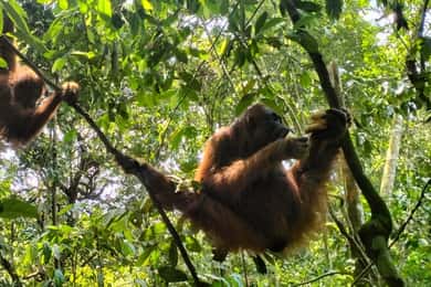 Bukit Lawang: Een unieke wildlife tour & overnachting in de jungle