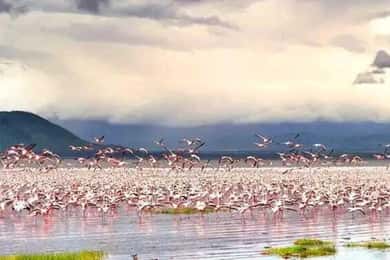 Avventura di 2 giorni sul Lago Nakuru, Hell's Gate e Lago Naivasha