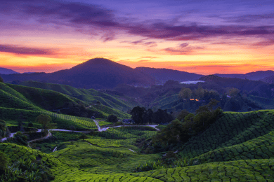 From KL: Cameron Highlands with BOH Habu & Sungei Tea Visit