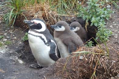 Ushuaia: Beagle Channel Penguin Colony Tour