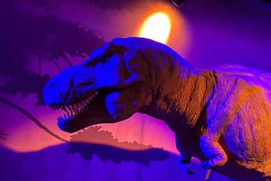 London: Natural History Museum Private Guided Tour
