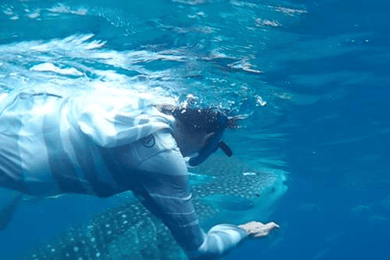 Cebu: Experiência de observação de baleias em Oslob Excursão partilhada