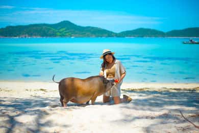 Koh Samui: Privat longtailbåd til Pig Island med snorkling